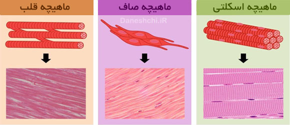 ساختار و چگونگی کار انواع ماهیچه های بدن