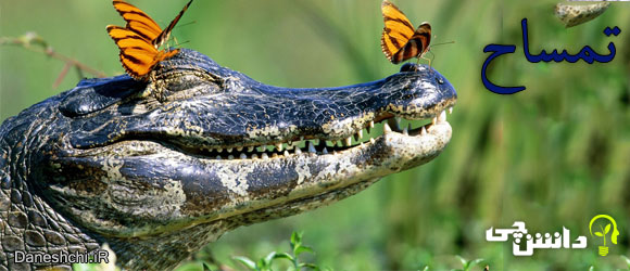 تمساح (Crocodile)