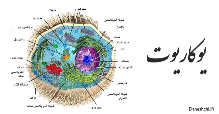 جانداران یوکاریوت 