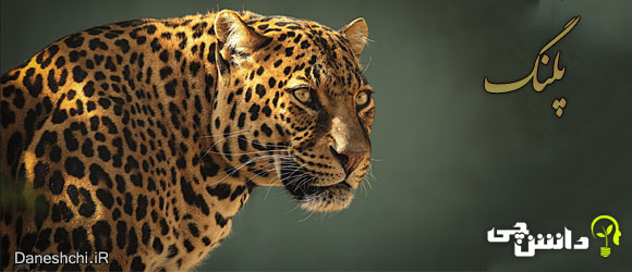 پلنگ ( Leopard)