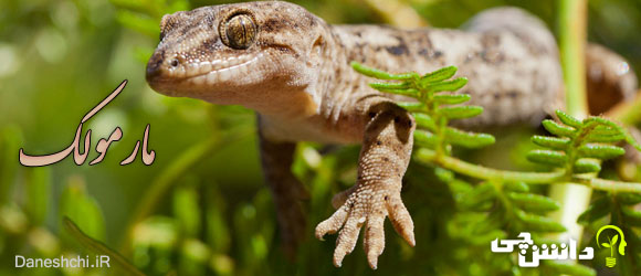 مارمولک ( Lizards)