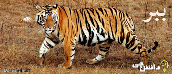 ببر (Panthera Tigris)