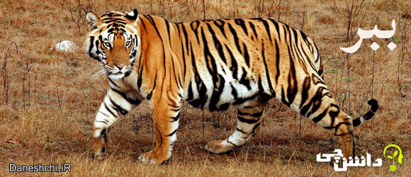 ببر (Panthera Tigris)