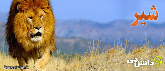 شیر (Panthera leo)
