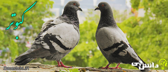 کبوتر (Pigeon)