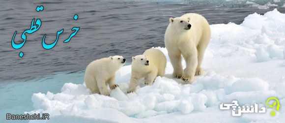 خرس قطبی (Polar bear)