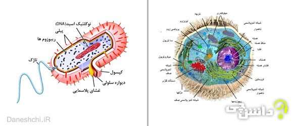 جانداران یوکاریوت و پروکاریوت