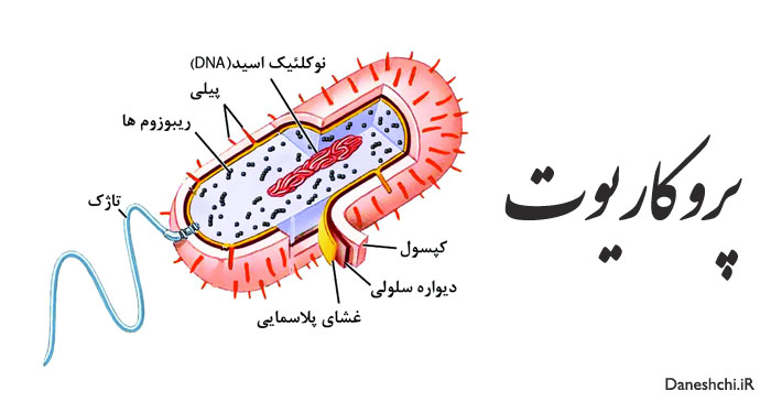 جانداران پروکاریوت