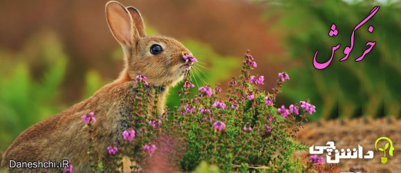 خرگوش (Rabbit) - زندگی خرگوش ها