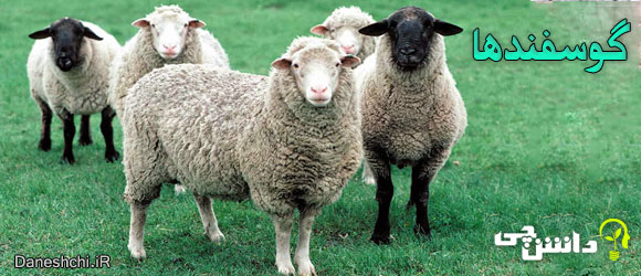 گوسفندها