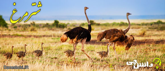 شترمرغ (Struthio camelus)