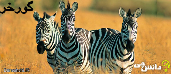 گورخر (Zebra)