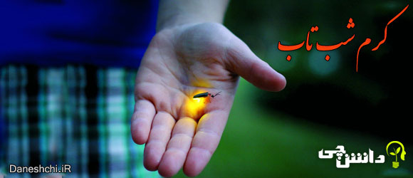 کرم شب تاب(bioluminescent firefly)
