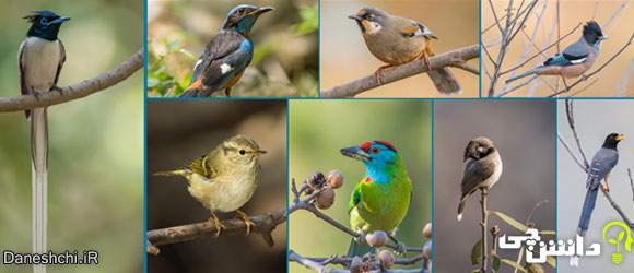 پرندگان (birds)