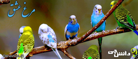 مرغ عشق (budgerigari)