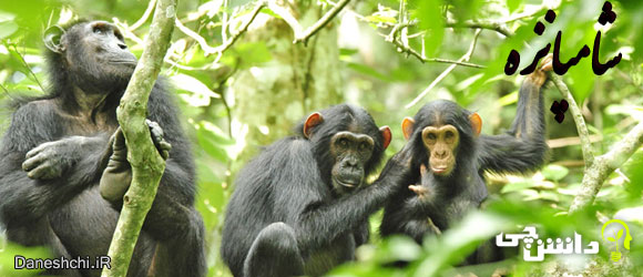 شامپانزه (chimpanzee) , زندگی شامپانزه ها