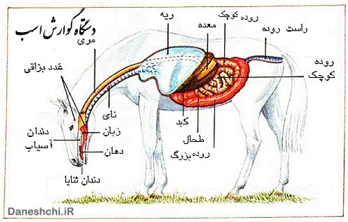 دستگاه گوارش اسب ها