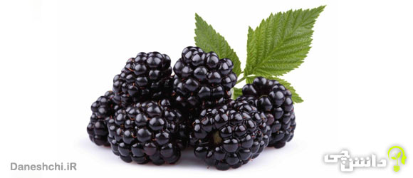 میوه تمشک (Blackberry)