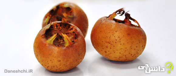 ازگیل (Common medlar)