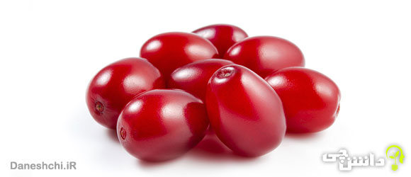 زغال اخته (Cornelian cherry )