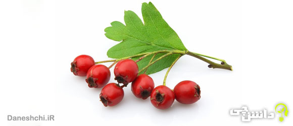 زالزالک (Crataegus hawthorn)