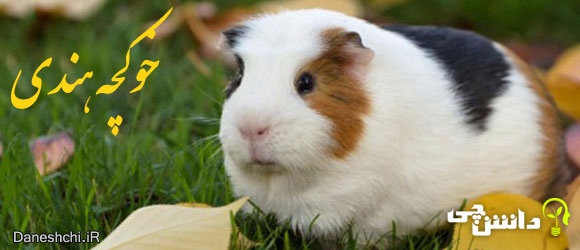 خوکچه هندی (Guinea pig)