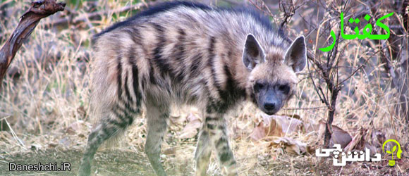 کفتار (Hyaena linnaeus) )