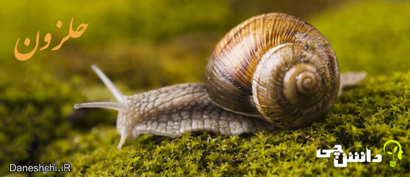 حلزون (Snail) - زندگی حلزون ها