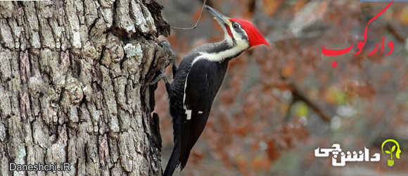دارکوب (Woodpecker) - زندگی دارکوب ها