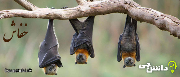 خفاش (bat) - زندگی خفاش ها