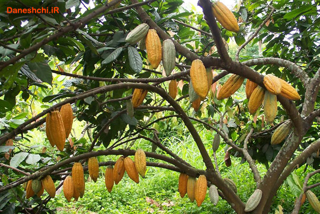 درخت کاکائو