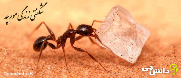 تحقیق در مورد شگفتی های زندگی مورچه