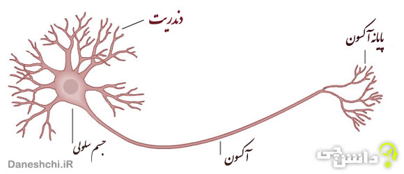 تحقیق در مورد نورون ( یاخته های عصبی ) و انواع آن