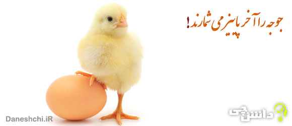 معنی ضرب المثل جوجه را آخر پاییز می شمارند