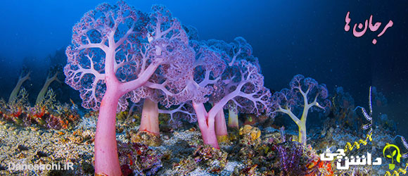 تحقیق در مورد مرجان ها و انواعشان