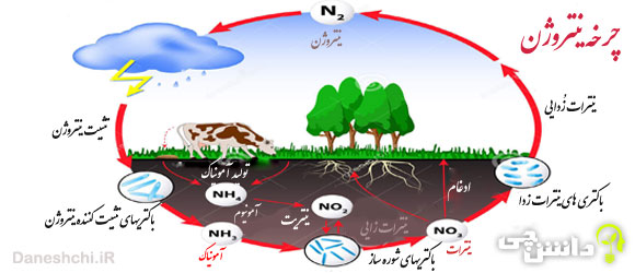 چرخه نیتروژن و نقش آن در زندگی