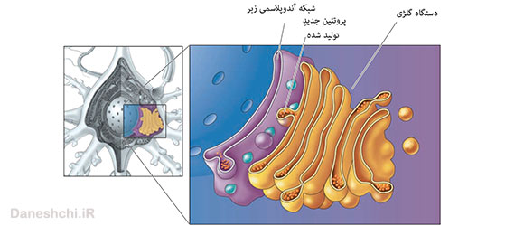 عکس دستگاه گلژی