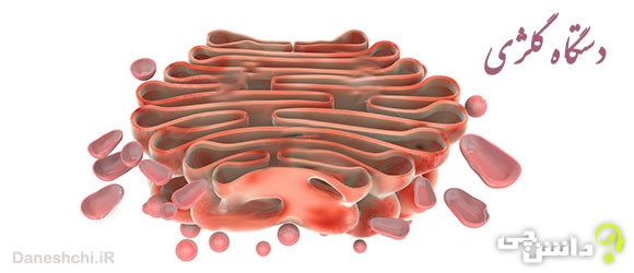 تحقیق در مورد دستگاه گلژی 
