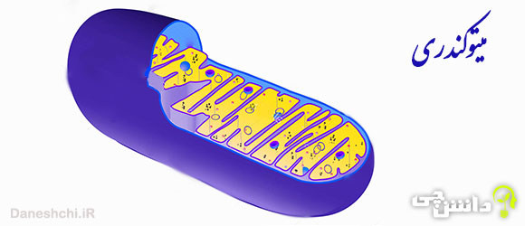 تحقیق در مورد میتوکندری و ساختار آن