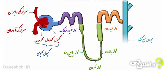 تحقیق در مورد نفرون و عملکرد آن 