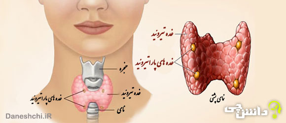 غده پاراتیروئید و علت پرکاری و کم کاری آن