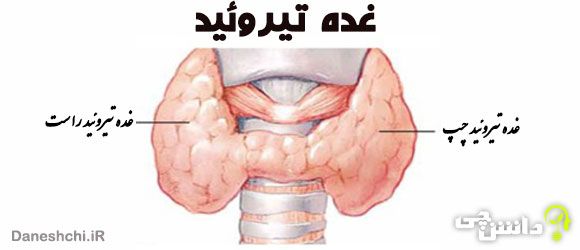 غده تیروئید و علت پرکاری و کم کاری آن