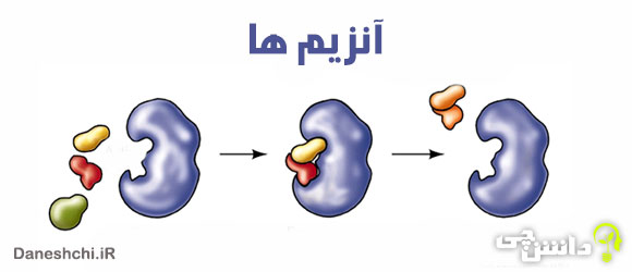تحقیق در مورد انواع آنزیم ها ، نقش و عملکردشان