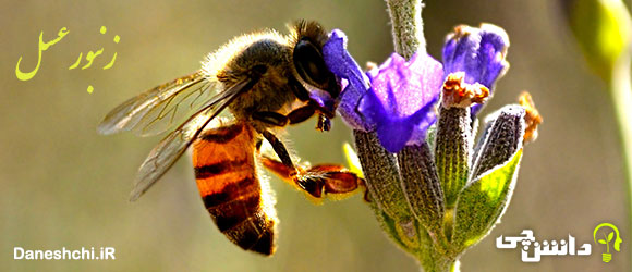 تحقیق در مورد زندگی زنبور عسل 