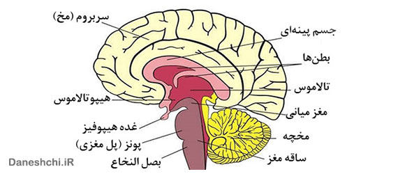 ساختار مغز