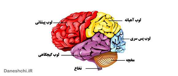 اجزای مغز