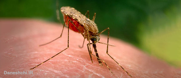 حشره مالاریا