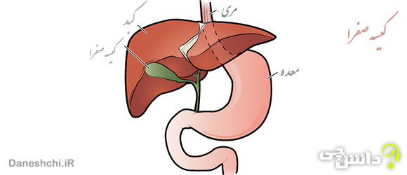 تحقیق در مورد کیسه صفرا