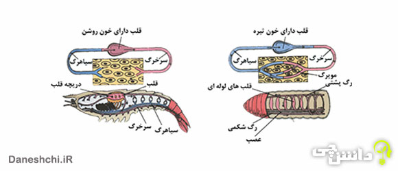 گردش خون در جانوران