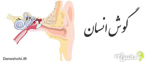 گوش انسان 